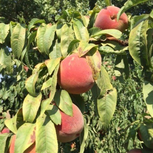 Peach Paragon - Pb18 - Image 2