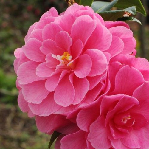 Camellia Adorable - 1.5Ltr - Image 2
