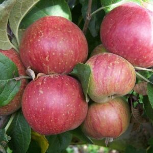 Apple Kingston Black (cider) - Pb12