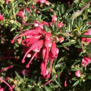 Grevillea Rondeau - Pb8 (30/40)