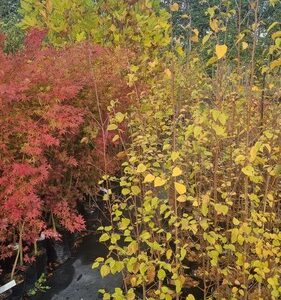 DECIDUOUS TREE MULTI DEAL 6 Pack