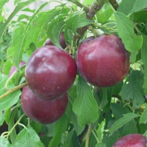 Plum Billington ‚Äì 25ltr Large Grade Espaliered on a Frame