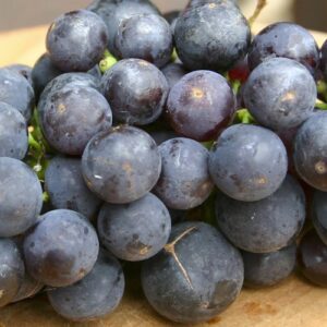 Grape Bishop Pompallier