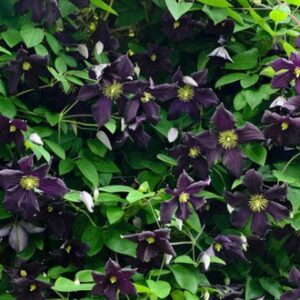 Clematis Black Ice