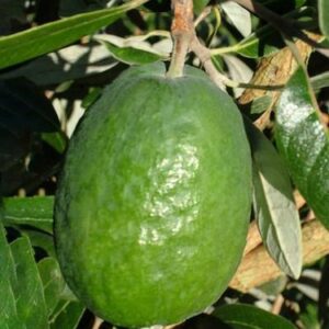 Feijoa Bretts Delight