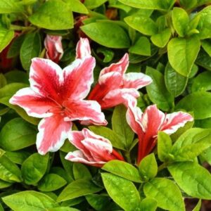 Azalea Ben Morrison - 1.25Ltr