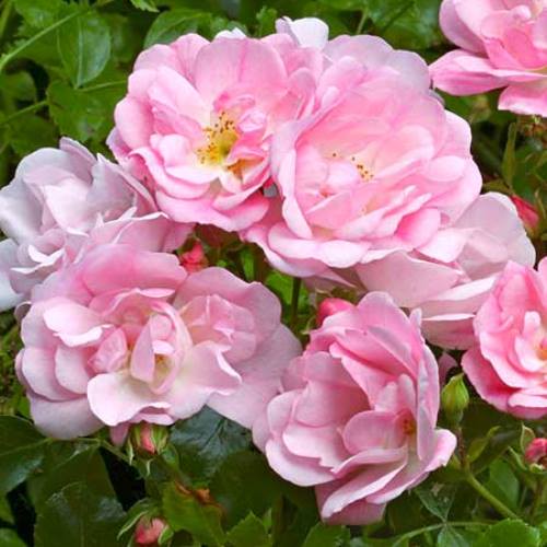 Rose Flower Carpet Apple Blossom