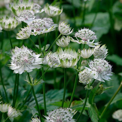 Astrantia major, Great Masterwort - Pb5