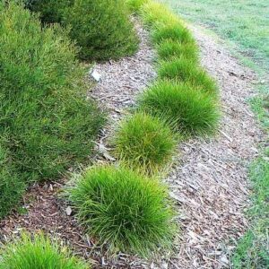 Lomandra c. Little Con - 2Ltr