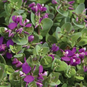 Polygala Petite Butterflies - 2Ltr/3Ltr