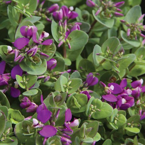 Polygala Petite Butterflies - 2Ltr/3Ltr