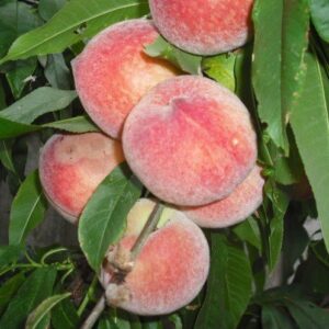 Peach Wiggins - Pb18