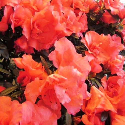 Azalea Paul Schame - 2.4Ltr