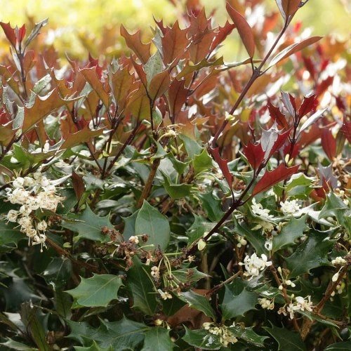 Osmanthus h. Purpurea - Pb5 (30/40 cm ) - Image 2