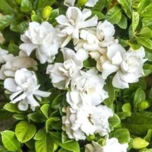 Gardenia Radicans - 2Ltr/2.5Ltr