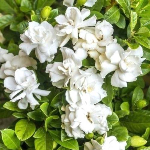 Gardenia Radicans - 2Ltr/2.5Ltr - Image 2