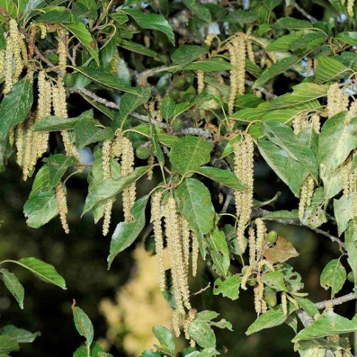 Alnus formosana, Formosan Alder - Pb18 - Image 2