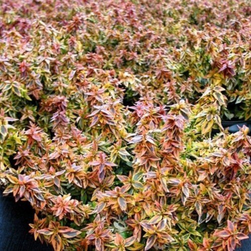 Abelia Kaleidoscope - Pb6.5