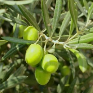 Olive Picual - 1.5Ltr/2Ltr (90/110)