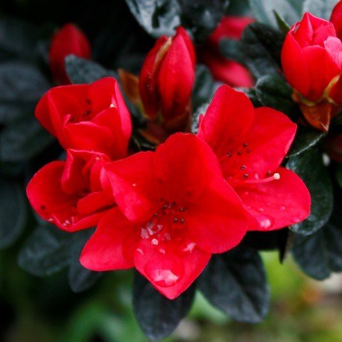 Azalea - Wards Ruby - 12cm Pot