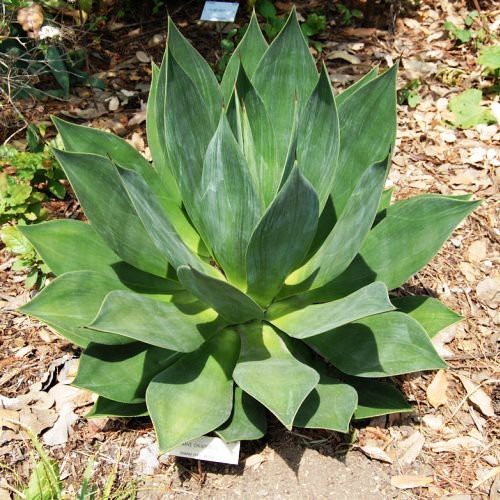 Agave chiapensis, Chamula Agave - Pb6.5