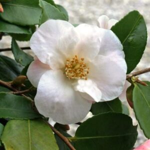 Camellia Quintessence - 2.5L (20/40)