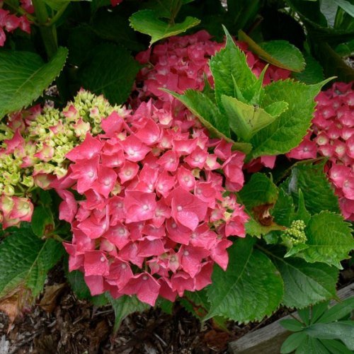 Hydrangea Leuchtfeuer - Pb6.5 (60/75) - Image 2