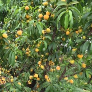 Peach Peachcot - Pb18