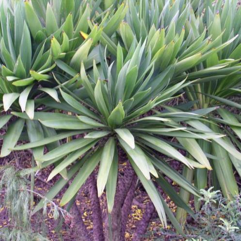 Cordyline obtecta Green Goddess - 2.5Ltr(40/60) - Image 2