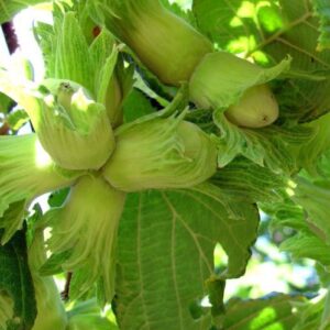 Hazelnut Whiteheart - Pb18