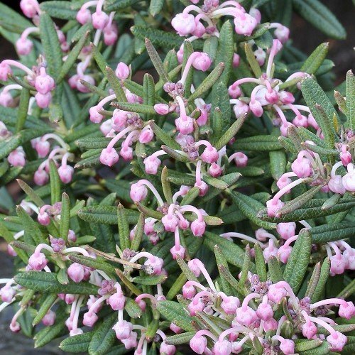 Andromeda compacta, Bog Rosemary - Pb6.5 - Image 2
