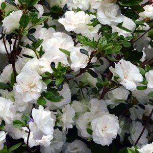 Azalea Aline - 1Lt/1.25Ltr