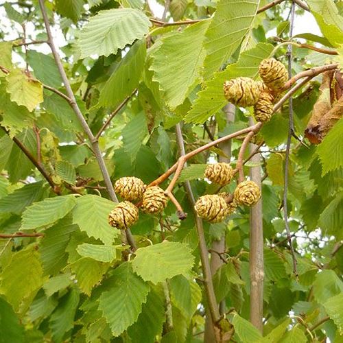 Alnus Aurea, Golden Alder - Pb6.5 - Image 2