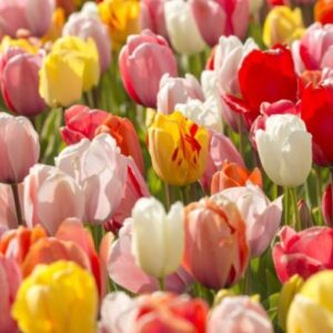 Tulips Darwin hybrids - (mixed bulbs)