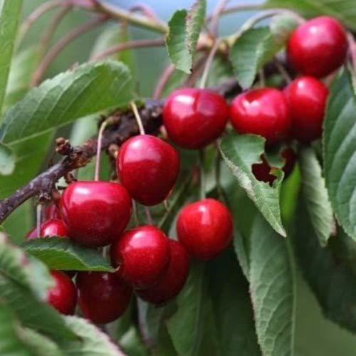 Cherry Stella - Pb12