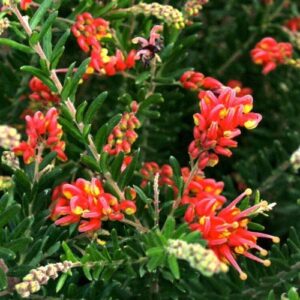 Grevillea Fireworks - Pb6.5