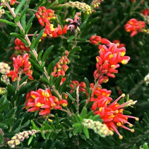 Grevillea Fireworks - Pb6.5
