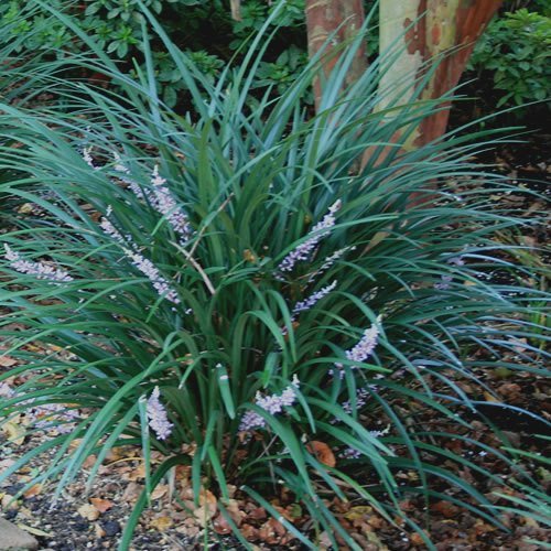 Liriope m. Evergreen Giant - 1.5Ltr/2Ltr - Image 2