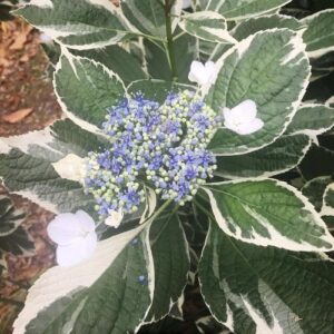 Hydrangea macrophylla Variegata - Pb6.5