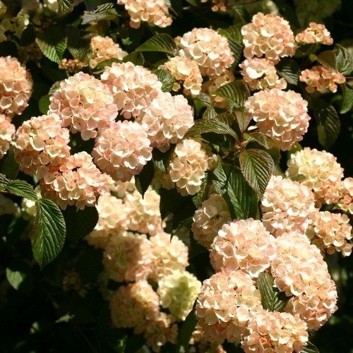 Viburnum plicatum Rosacea - Pb6.5 - Image 2