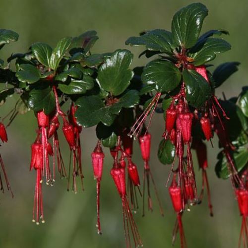 Ribes speciosum - Pb6.5 - Image 2