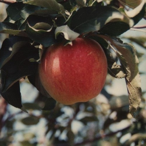 Apple Mollie's Delicious - Pb12 - Image 2