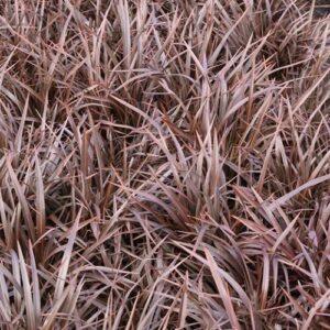 Phormium Sweet Mist - 1.5Ltr
