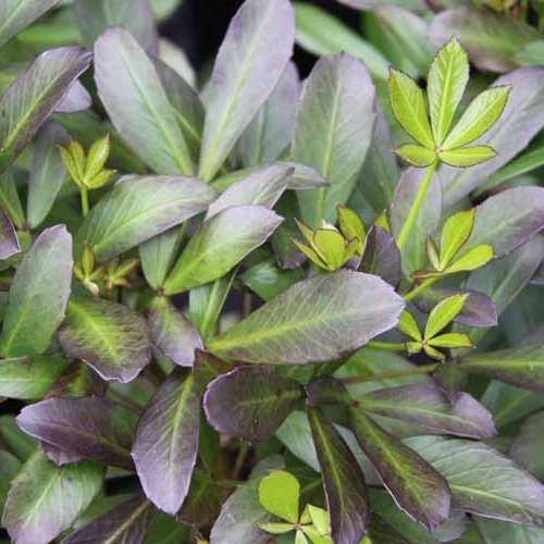 Pseudopanax Black Jack - Pb6.5 - Image 2