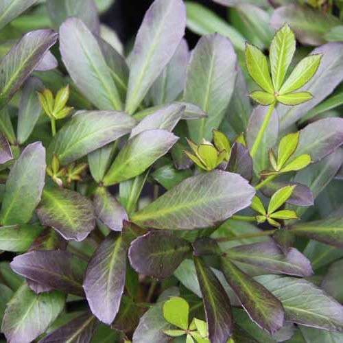 Pseudopanax Black Jack - Pb6.5