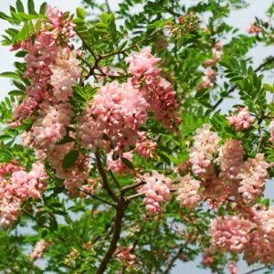 Robinia Decaisneana, Pink Locust - Pb18