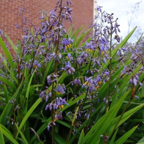 Dianella r. Revelation - 1.5Ltr/2Ltr - Image 2