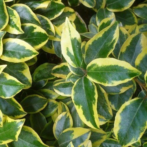 Elaeagnus x Gilt Edge - pb6.5 (30/40) - Image 2