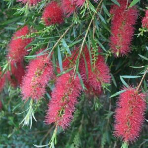 Callistemon Kings Park Special - 3.5Ltr