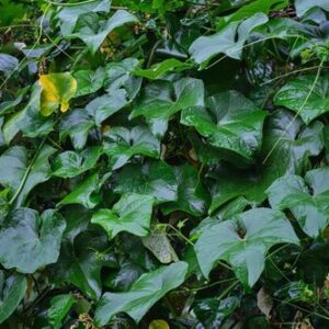 Hedera canariensis - Pot